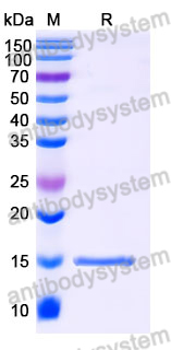 Anti-SARS-CoV-2 S Protein Nanobody (SAA1028)