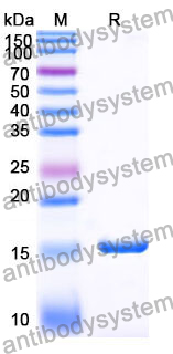 Anti-SARS-CoV-2 S Protein Nanobody (SAA1043)