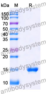 Anti-SARS-CoV-2 S Protein Nanobody (SAA1048)