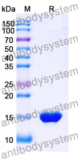 Anti-SARS-CoV-2 S Protein Nanobody (SAA1049)