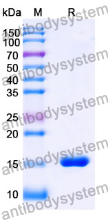 Anti-SARS-CoV-2 S Protein Nanobody (SAA1057)