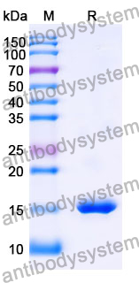 Anti-SARS-CoV-2 S Protein Nanobody (SAA1058)