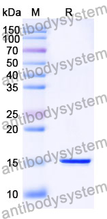 Anti-SARS-CoV-2 S Protein Nanobody (SAA1059)