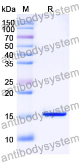 Anti-SARS-CoV-2 S Protein Nanobody (SAA1060)