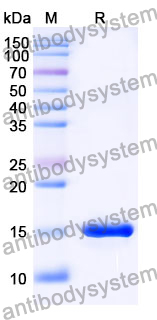 Anti-SARS-CoV-2 S Protein Nanobody (SAA1061)