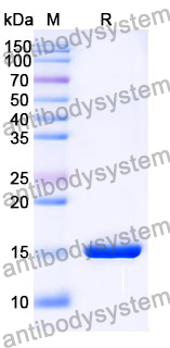 Anti-SARS-CoV-2 S Protein Nanobody (SAA1062)