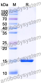 Anti-SARS-CoV-2 S Protein Nanobody (SAA1063)