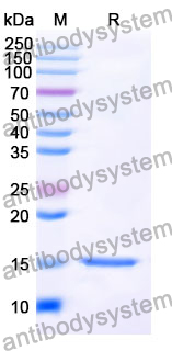 Anti-SARS-CoV-2 S Protein Nanobody (SAA1064)