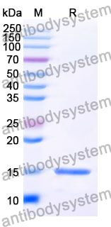 Anti-SARS-CoV-2 S Protein Nanobody (SAA1066)