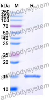 Anti-SARS-CoV-2 S Protein Nanobody (SAA1067)