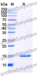 Anti-SARS-CoV-2 S Protein Nanobody (SAA1068)