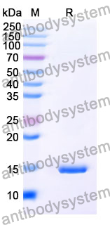 Anti-SARS-CoV-2 S Protein Nanobody (SAA1069)