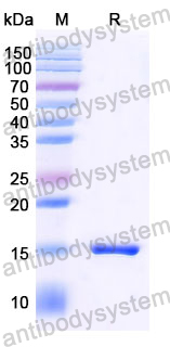 Anti-SARS-CoV-2 S Protein Nanobody (SAA1070)