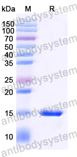 Anti-SARS-CoV-2 S Protein Nanobody (SAA1072)