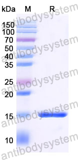 Anti-SARS-CoV-2 S Protein Nanobody (SAA1073)