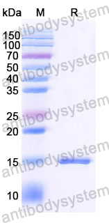 Anti-SARS-CoV-2 S Protein Nanobody (SAA1074)