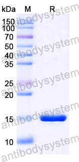 Anti-SARS-CoV-2 S Protein Nanobody (SAA1075)