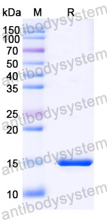 Anti-SARS-CoV-2 S Protein Nanobody (SAA1076)