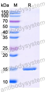 Anti-SARS-CoV-2 S Protein Nanobody (SAA1077)