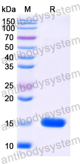 Anti-SARS-CoV-2 S Protein Nanobody (SAA1081)