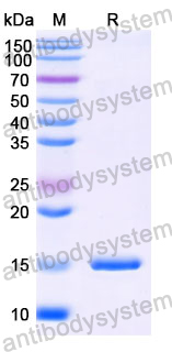 Anti-SARS-CoV-2 S Protein Nanobody (SAA1082)