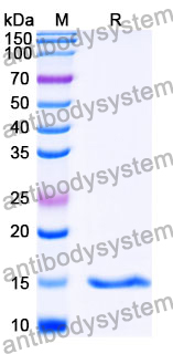 Anti-SARS-CoV-2 S Protein Nanobody (SAA1084)