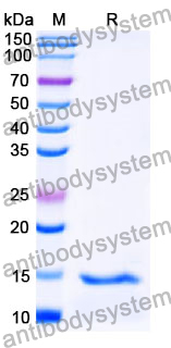 Anti-SARS-CoV-2 S Protein Nanobody (SAA1087)