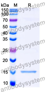 Anti-SARS-CoV-2 S Protein Nanobody (SAA1089)