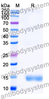 Anti-SARS-CoV-2 S Protein Nanobody (SAA1091)