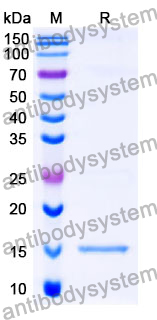 Anti-SARS-CoV-2 S Protein Nanobody (SAA1092)