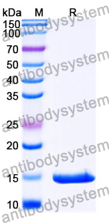 Anti-SARS-CoV-2 S Protein Nanobody (SAA1093)