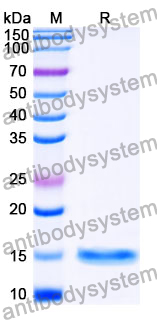 Anti-SARS-CoV-2 S Protein Nanobody (SAA1094)