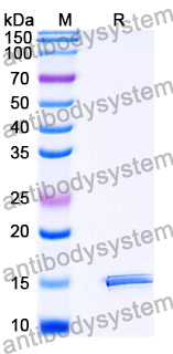 Anti-SARS-CoV-2 S Protein Nanobody (SAA1096)