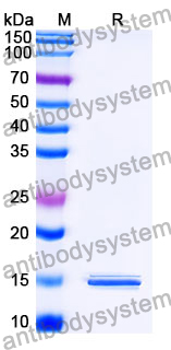 Anti-SARS-CoV-2 S Protein Nanobody (SAA1099)