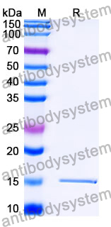 Anti-SARS-CoV-2 S Protein Nanobody (SAA1100)