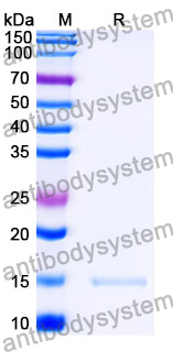 Anti-SARS-CoV-2 S Protein Nanobody (SAA1101)