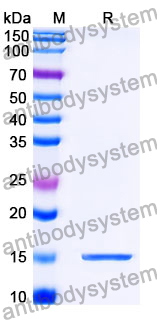 Anti-SARS-CoV-2 S Protein Nanobody (SAA1102)