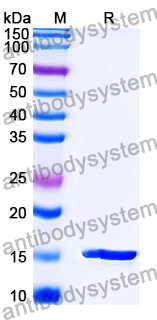 Anti-SARS-CoV-2 S Protein Nanobody (SAA1103)