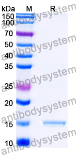 Anti-SARS-CoV-2 S Protein Nanobody (SAA1105)