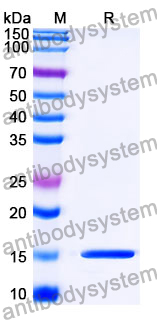 Anti-SARS-CoV-2 S Protein Nanobody (SAA1108)