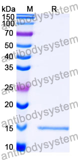 Anti-SARS-CoV-2 S Protein Nanobody (SAA1109)