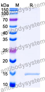 Anti-SARS-CoV-2 S Protein Nanobody (SAA1110)