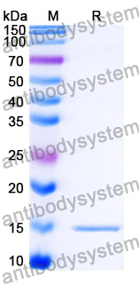 Anti-SARS-CoV-2 S Protein Nanobody (SAA1111)