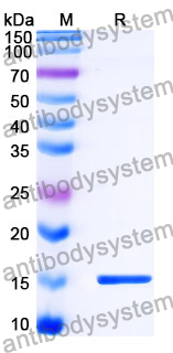 Anti-SARS-CoV-2 S Protein Nanobody (SAA1114)