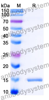 Anti-SARS-CoV-2 S Protein Nanobody (SAA1118)