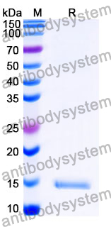 Anti-SARS-CoV-2 S Protein Nanobody (SAA1121)