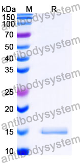 Anti-SARS-CoV-2 S Protein Nanobody (SAA1122)