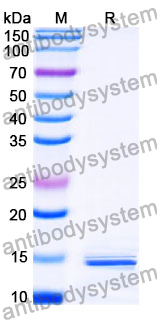 Anti-SARS-CoV-2 S Protein Nanobody (SAA1123)