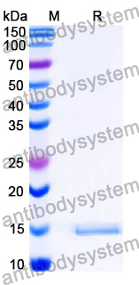 Anti-SARS-CoV-2 S Protein Nanobody (SAA1124)