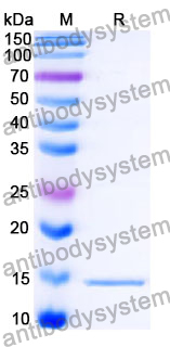 Anti-SARS-CoV-2 S Protein Nanobody (SAA1147)